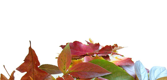 Landscape Lighting